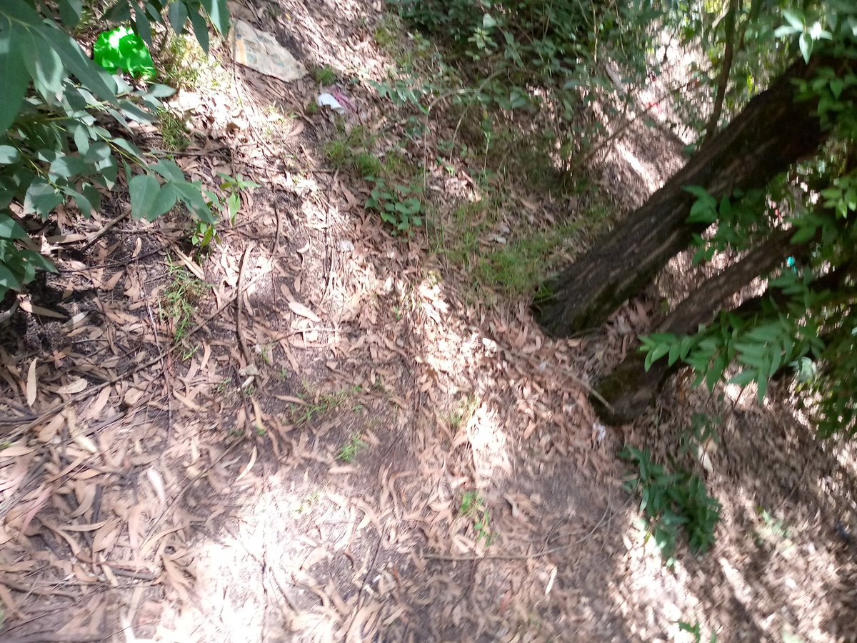 #WorldForestDay Trees also lower the air temperature and reduce the heat intensity by providing good shade <a href="/gp_kenyagroup/">Greenpeace Kenya</a> @angeljkyalo <a href="/KeForestService/">Kenya Forest Service</a> <a href="/Fibanda1/">Gen Z</a> #treewashing #realforest