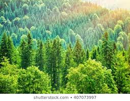 What we are doing to the forests of the world is but a mirror reflection of what we are doing to ourselves and to one another.<a href="/gp_kenyagroup/">Greenpeace Kenya</a> <a href="/MissNasike/">Nasike Claire Akello</a>
<a href="/AbukaAlfred/">Women Rights Advocate</a>
<a href="/MutwolGerance/">Gerance Mutwol.</a>

#InternationalDayofForests
