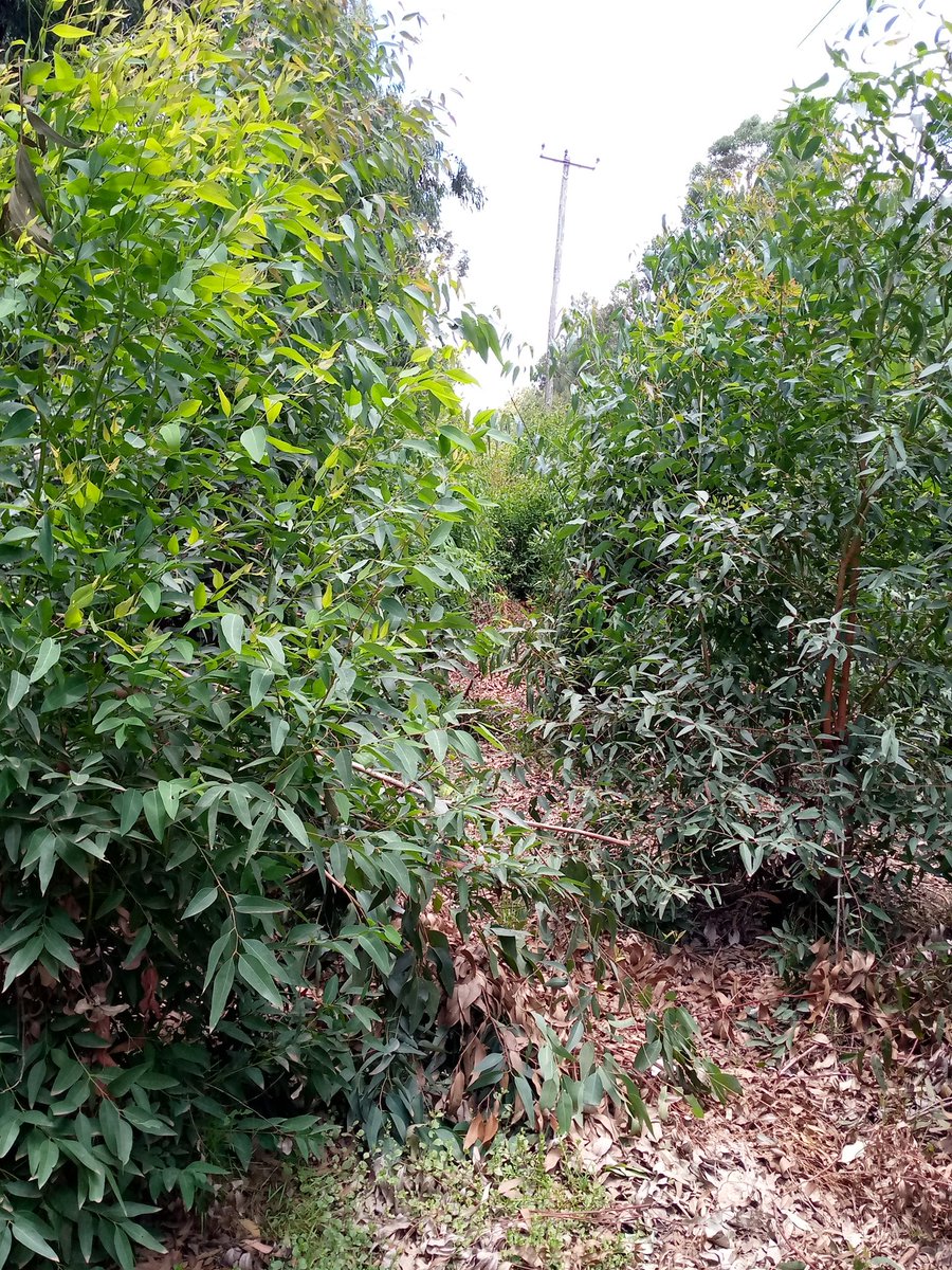 Khalid_Silver07's tweet photo. #WorldForestDay As forests return moisture to the air, they are fundamental in the formation of clouds, helping to regulate weather patterns #treewashing #realforest @gp_kenyagroup @kot @KeForestService https://t.co/lwtsXE9IyB