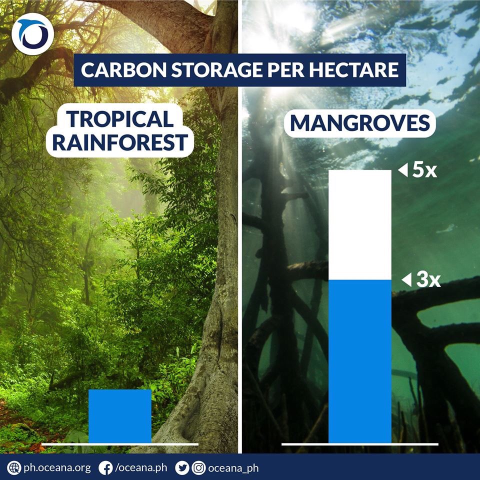 oceana_ph's tweet image. Happy #WorldForestryDay! Did you know that mangroves can store three up to five times more carbon than most other tropical forests around the world? Let's protect these trees from deforestation so we can mitigate the effects of climate change.