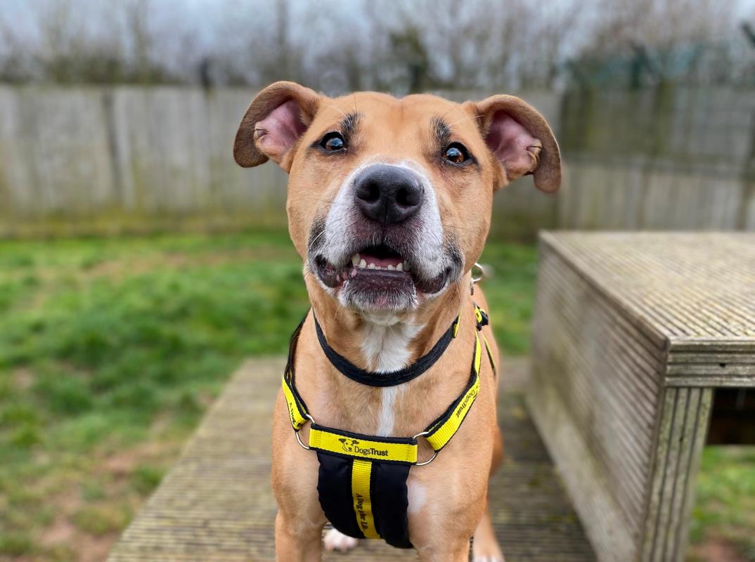 Dogs Trust 💛🐶 tweet media