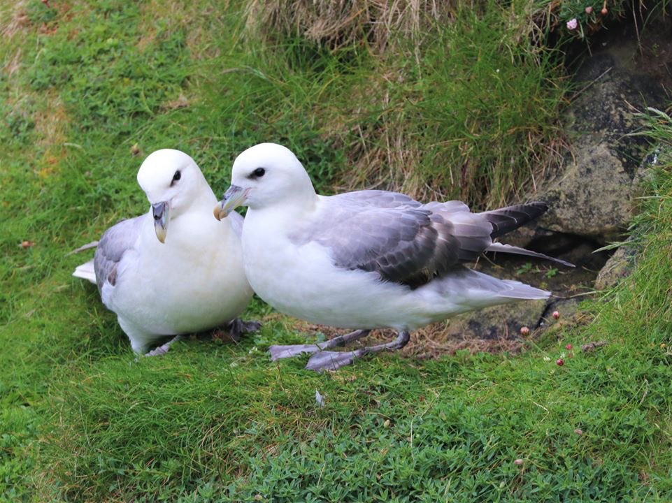 AndyGilbert_1's tweet photo. Pair bonded #fulmars on #FairIsle last June. #seabirdersaturday #seabirdsaturday #tubenose #procellariiform #marinewildlife https://t.co/xmje0D2wxN