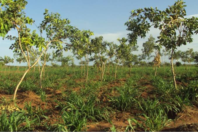 ProtechEcoGreen's tweet photo. This day, #internationalforestday: Let's enhance #agroforestry because this is the only way to realize the #10% #vegetation/#forestrcover. Let's join hands and rescue #forestrysector .
#biodiversity
#ClimateChange #ClimateAction #climatesmartagriculture #agroforestry https://t.co/iZ164aDdPD