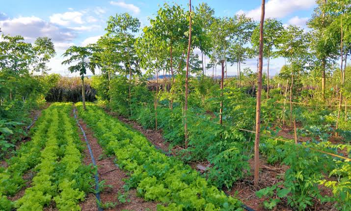 ProtechEcoGreen's tweet photo. This day, #internationalforestday: Let's enhance #agroforestry because this is the only way to realize the #10% #vegetation/#forestrcover. Let's join hands and rescue #forestrysector .
#biodiversity
#ClimateChange #ClimateAction #climatesmartagriculture #agroforestry https://t.co/iZ164aDdPD