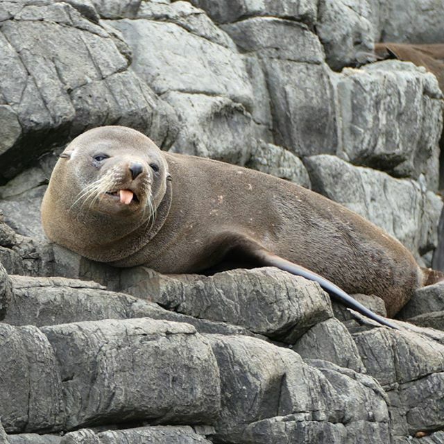 Tell us what you really think! Some days the only thing you want to do is poke your tongue out 👅
Great pic from our Bruny Island Cruise Brian Wells.
#pennicottwildernessjourneys #pennicottjourneys #brunyislandcruises #yellowboatroad #seal #adventure … ift.tt/2U6mqTB