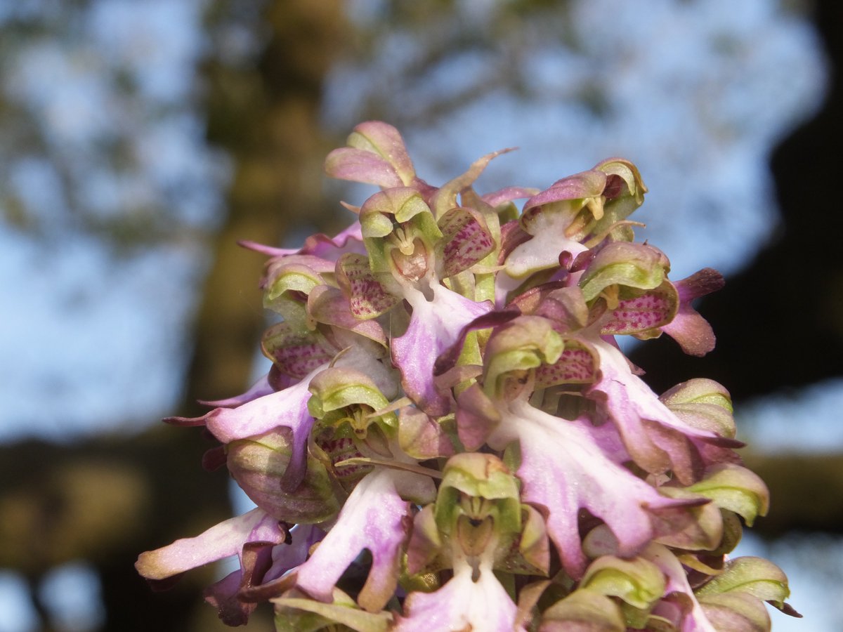 Orquídies silvestres del nostre territori,  aquesta va començar a florir a mitjans de febrer .#OrchisRobertiana #BarliaRobertiana #HimantoglossumRobertianum