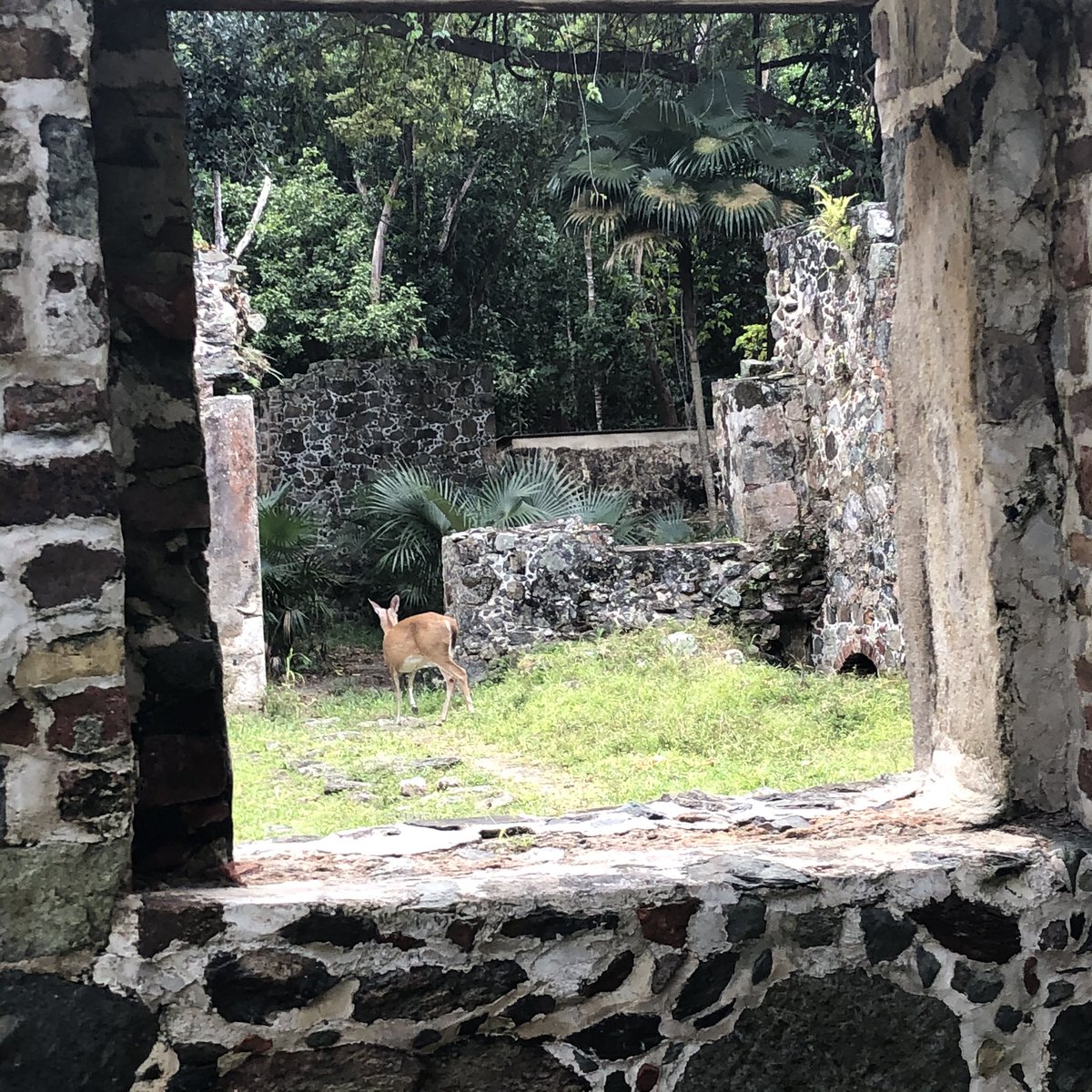 FriendsVINP's tweet photo. “Set wide the window. Let me drink the day.” Edith Wharton.  Cinnamon Bay Sugar Factory 🌴 #preserveandprotect #nationalpark #stjohnusvi #stjohnvi #stjohnvirginislands  #edithwharton https://t.co/nbh7lFE8oG