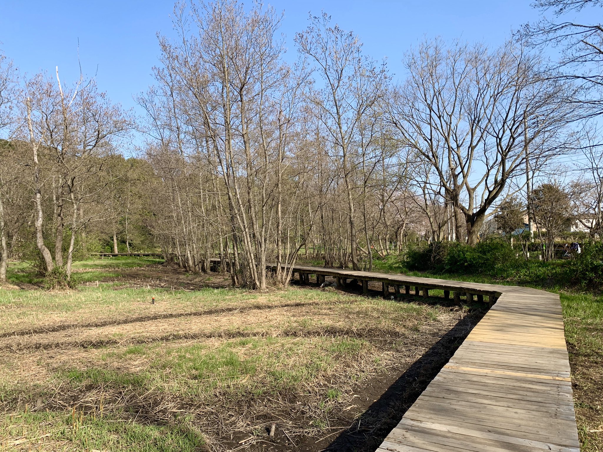 イッコ 西国立 矢川緑地 湿地帯や水路のある素敵な公園です きれいな水の中ではおたまじゃくしも沢山泳いでいました すぐ近くにはケーヨーデイツー国立青柳店があります 矢川緑地 T Co Ywadbkq42o Twitter