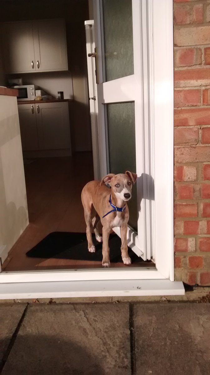 ipswicher's tweet photo. @TrooperSnooks Elgar the Whippet. I named him after Edward Elgar because he loved dogs. https://t.co/YPmgBxKdWg