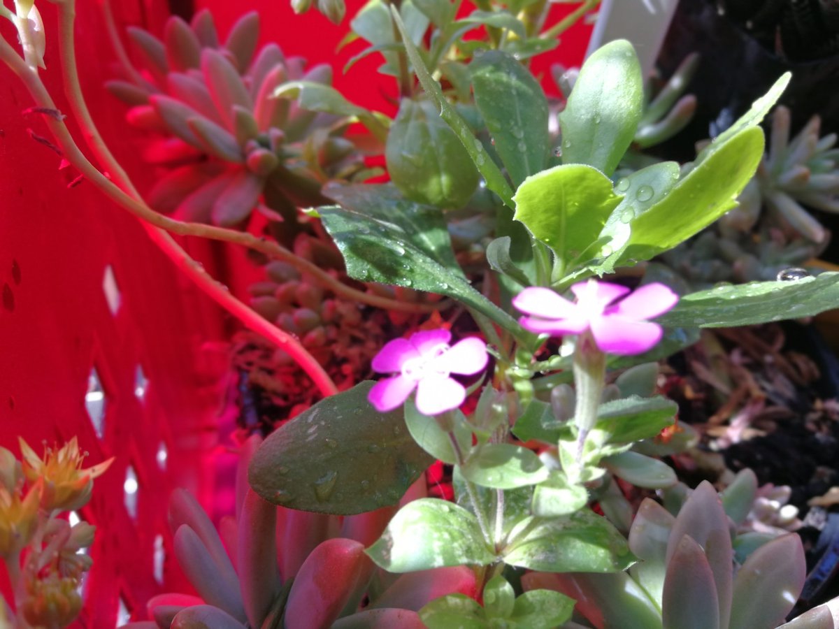 ICallipolis's tweet photo. Aquest any no us podem donar la benvinguda a la primavera des de l'@icallipolis, però us la donem des de les nostres llars. Ens podeu fer arribar etiquetant-nos les vostres fotografies de les flors dels vostres balcons, jardins... I recordeu #joemquedoacasa 
#CallipolisFP https://t.co/B7w2haEddp
