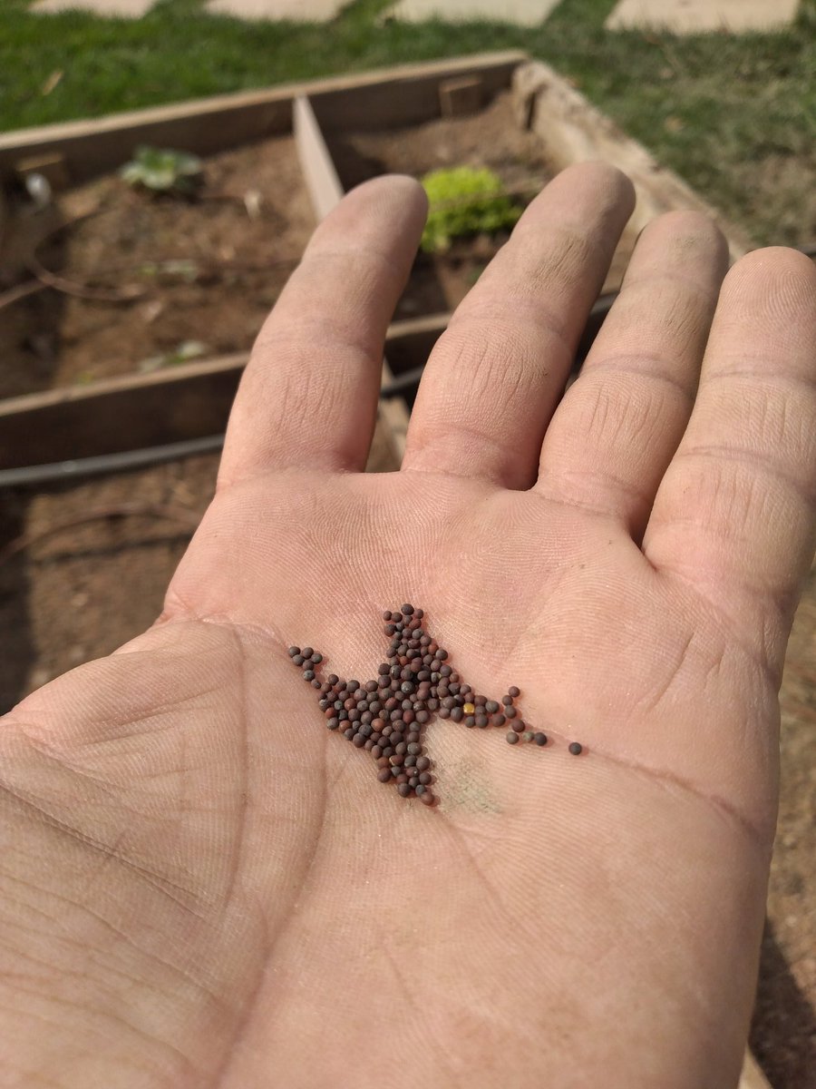 jhonathantorres's tweet image. Lucas 17:5-6
Y los apóstoles dijeron al Señor: ¡Auméntanos la fe! Entonces el Señor dijo: Si tuvierais fe como un grano de mostaza, diríais a este sicómoro: ``Desarráigate y plántate en el mar." Y os obedecería.