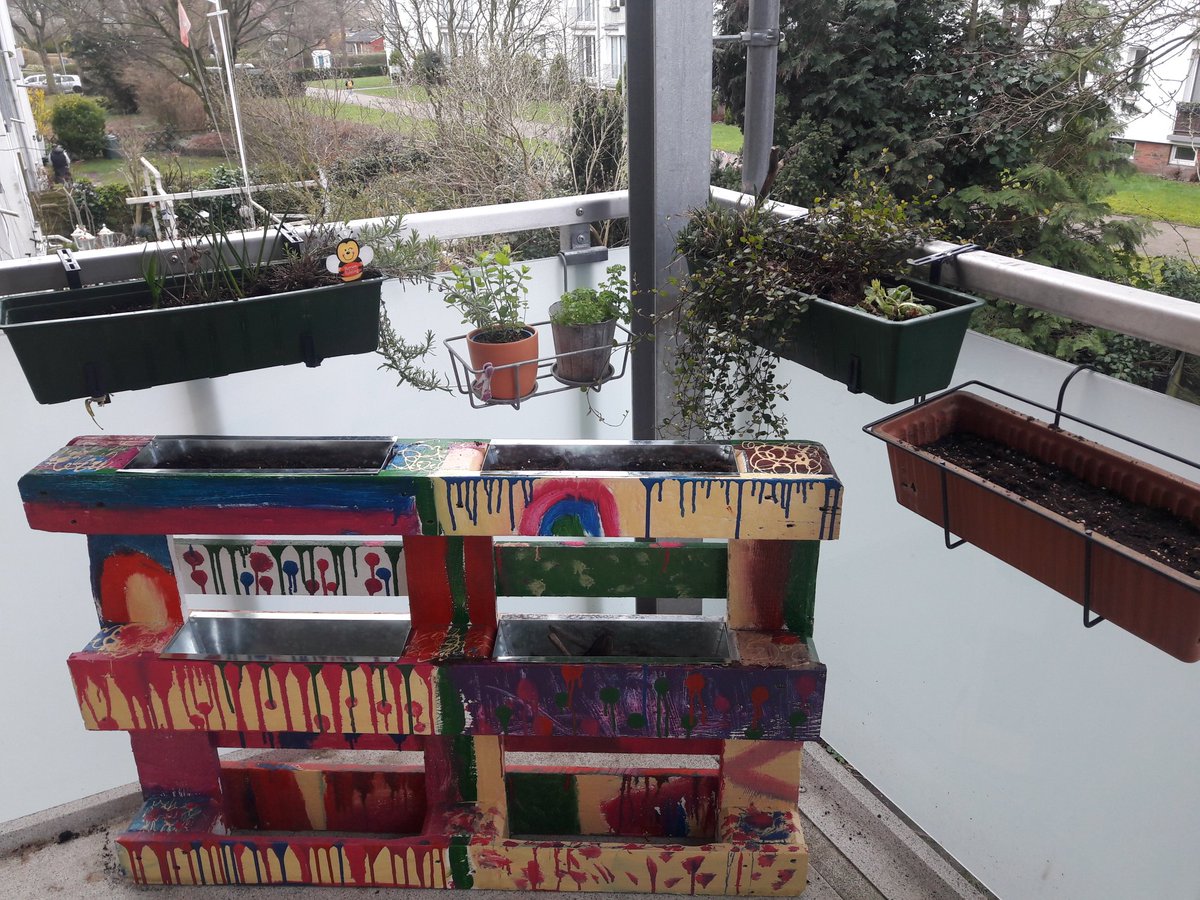 InterpreterOtt's tweet photo. @VKDimBDUE Habe den Balkon zur angehenden Bienenwiese bepflanzt mit Lupinen, Sonnenblumen, Buchweizen & Co. #VKDatHome. https://t.co/hZxJQvq2K3