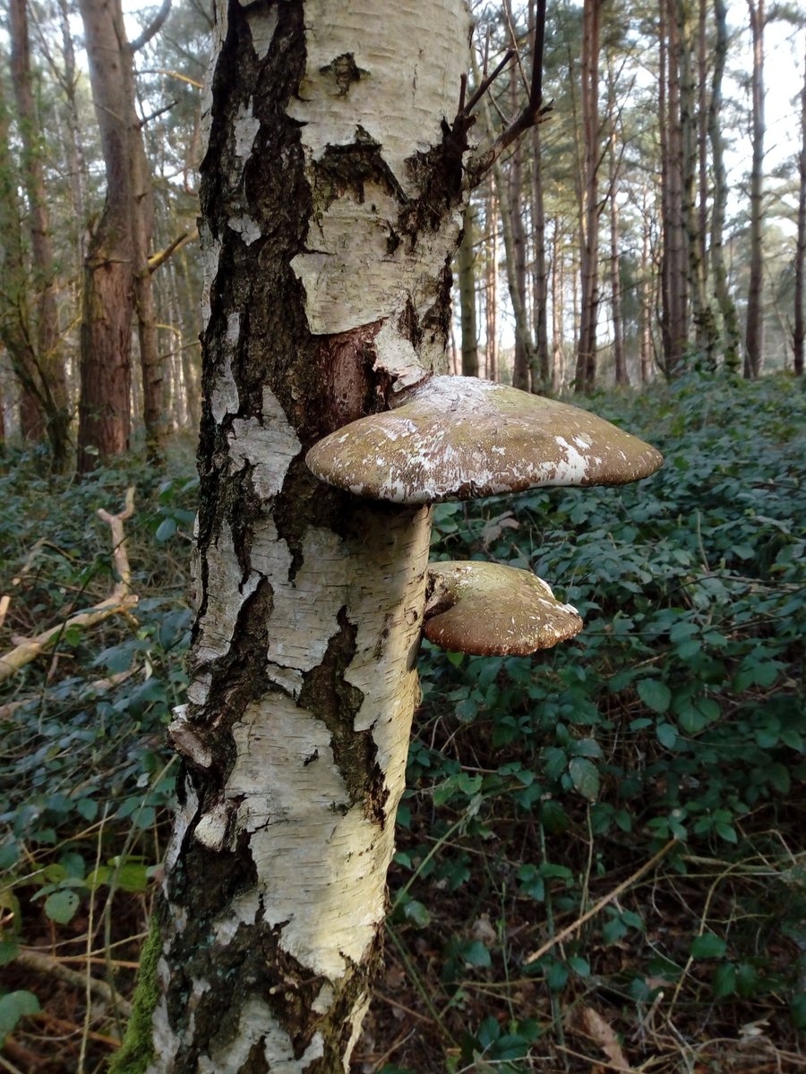 AmazonWWF_UK's tweet photo. #SocialDistancing2020 isn't easy, but since it's International Forest Day I took myself to my nearest woodland this morning. I didn't see anyone yet I felt content and not isolated. Forest does that to you.#IntlForestDay
#Connect2Forest https://t.co/CPr0BkUoLd