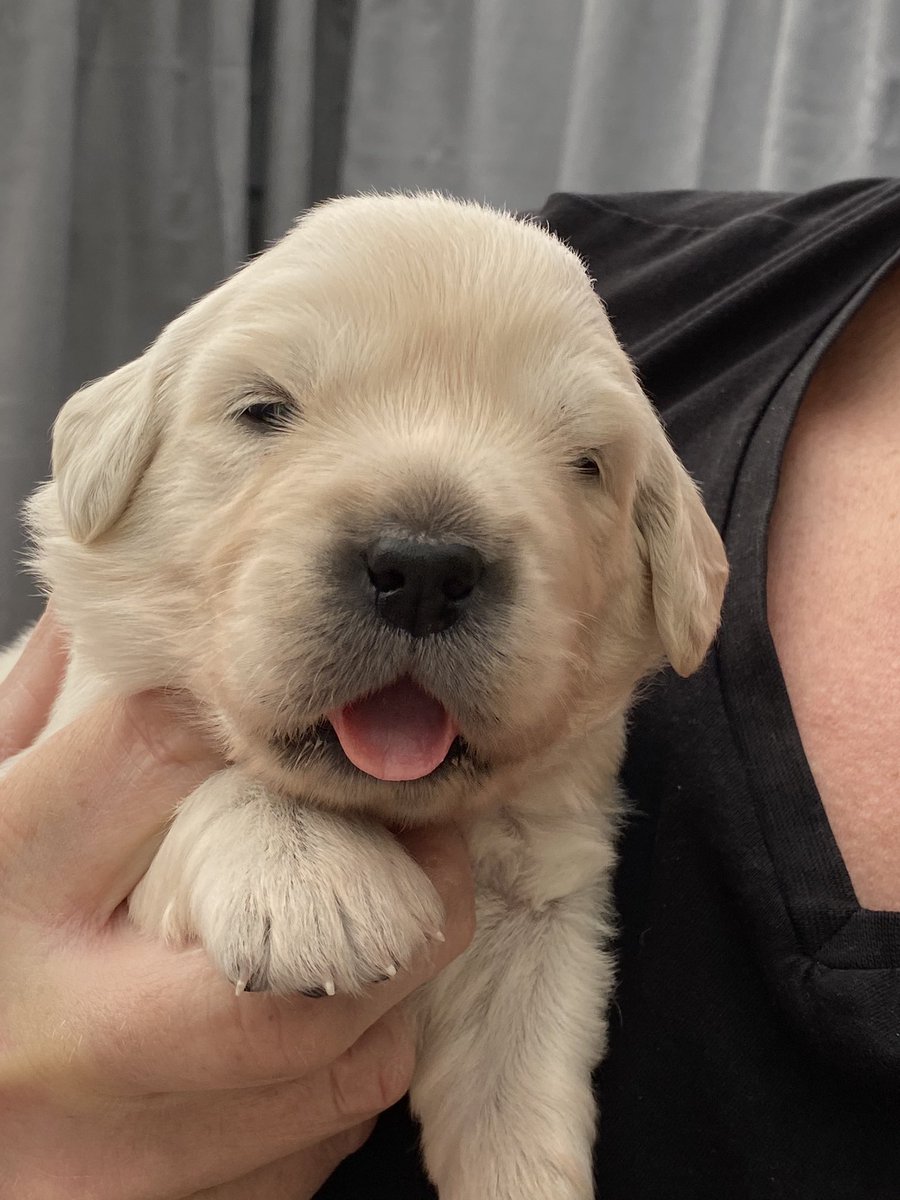 gorgeousgoldies's tweet photo. Most of the puppies have been asleep all morning but this little lady was awake so it was a good excuse for a cuddle #yellowcollar #GoldenRetrievers #dogsoftwitter #PuppiesOftwitter #dogcelebration https://t.co/pOzP7n2GDT