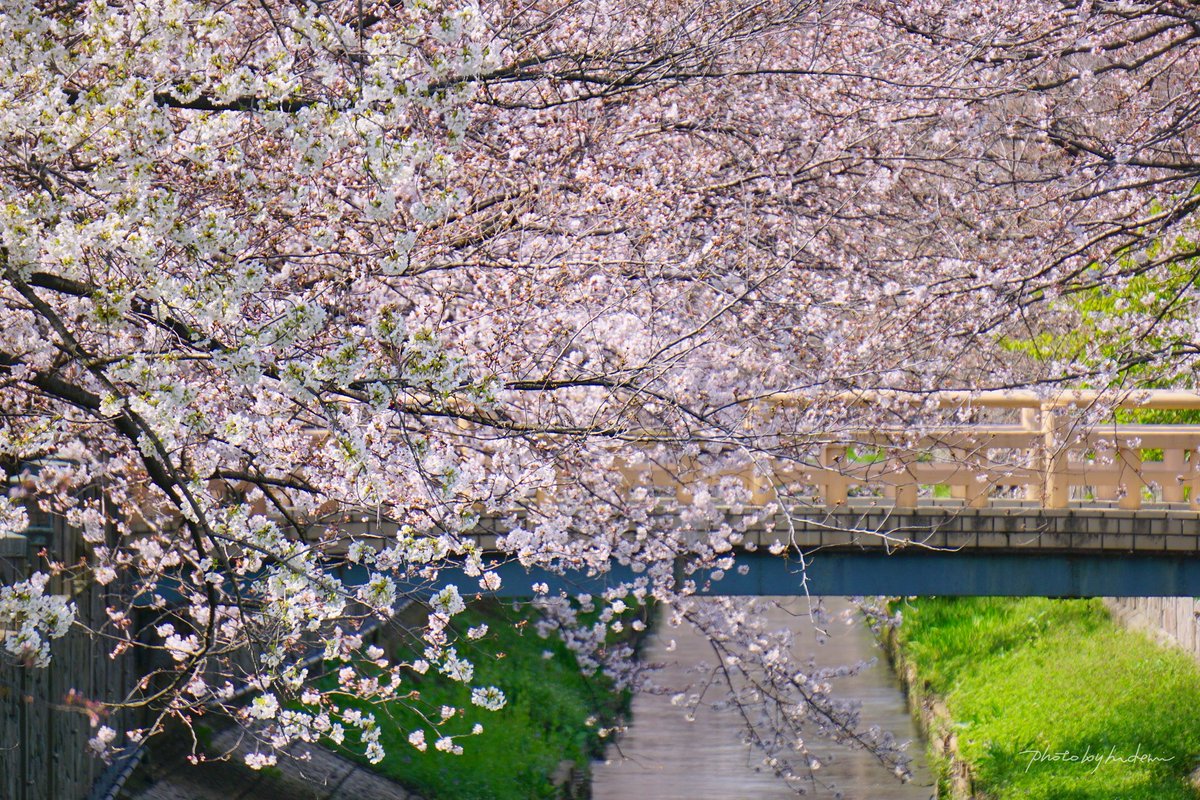 hidemi21's tweet photo. 春が駆け足で
やってきた(*゚∀゚)❀
2020.3.21☀️撮影
#千葉県 #市川市 #真間川 #桜 #ソメイヨシノ #お花見 #japan #chiba #ichikawa #mamariver #river #littlebride #cherryblossom #spring
https://t.co/oh7VcQw1v5 https://t.co/PYmaVREglH
