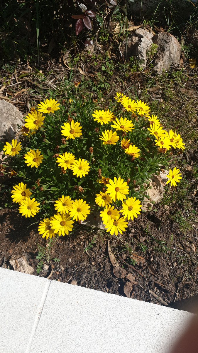 albert_gama's tweet image. El meu confinament no està tan mal
#privilegis de viure als pobles.