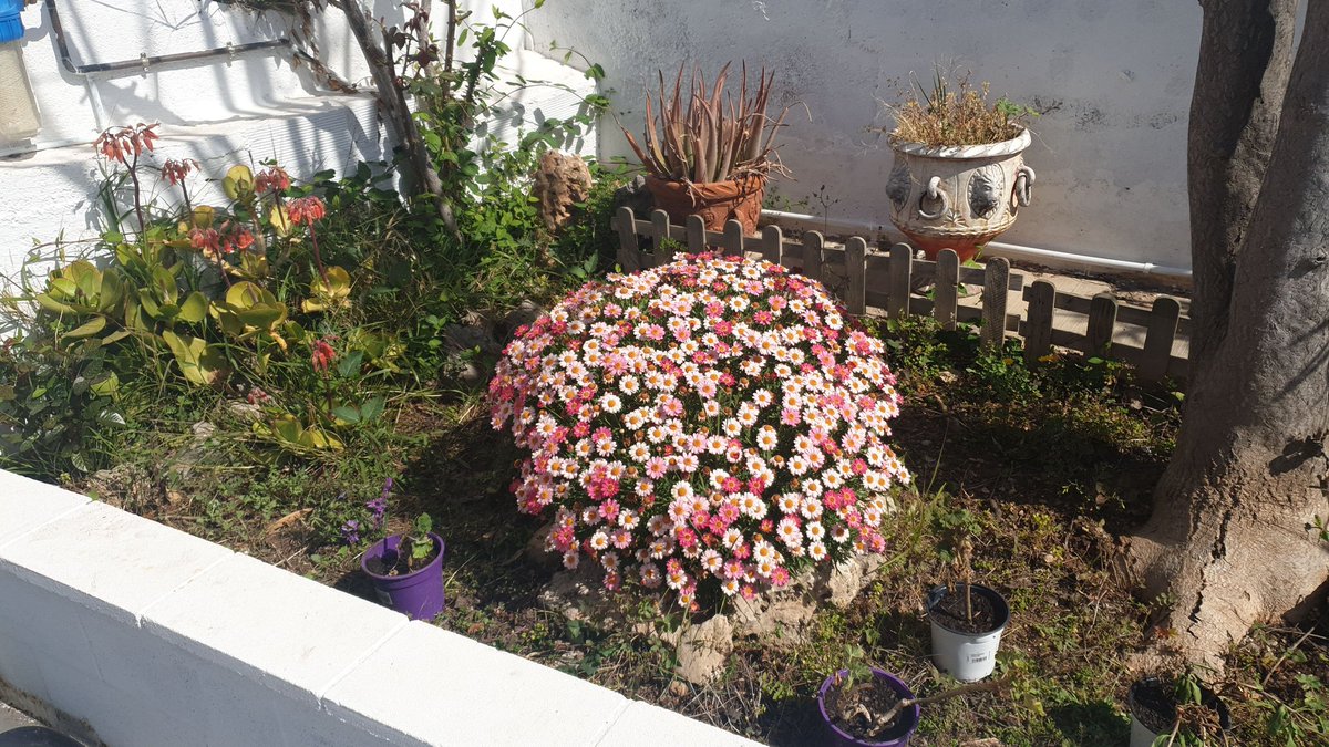 albert_gama's tweet image. El meu confinament no està tan mal
#privilegis de viure als pobles.