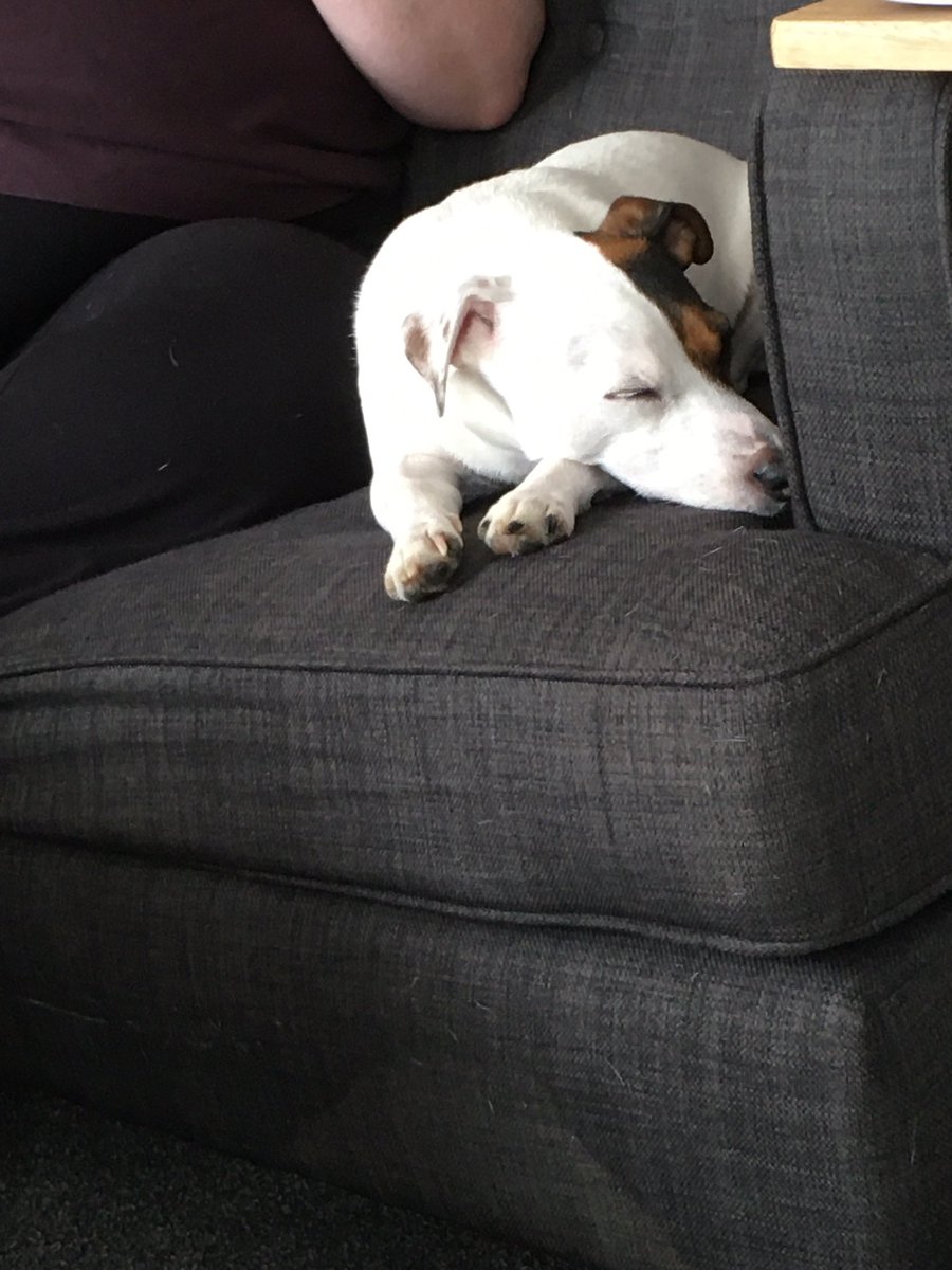 Patch_jrt's tweet photo. After a busy morning of box shredding to help @cycle_brum_brum and @aurora5uk with the recycling, it’s time for a mid morning nap 💤 https://t.co/tZAj5UhW4O