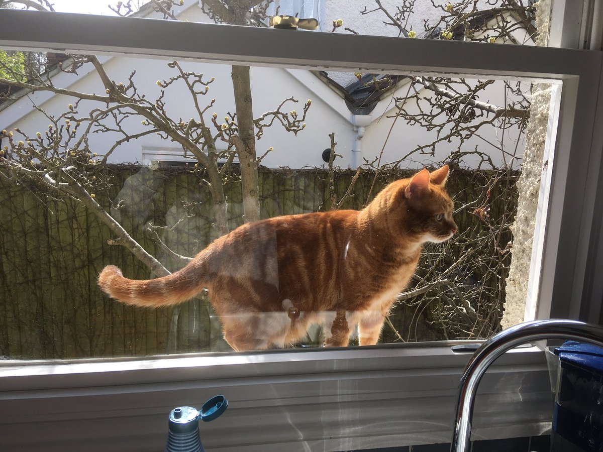 DaSuggs's tweet photo. The sun is shining on #Caturday and @DaSuggs is out and about https://t.co/sMZYyJ2Gf3