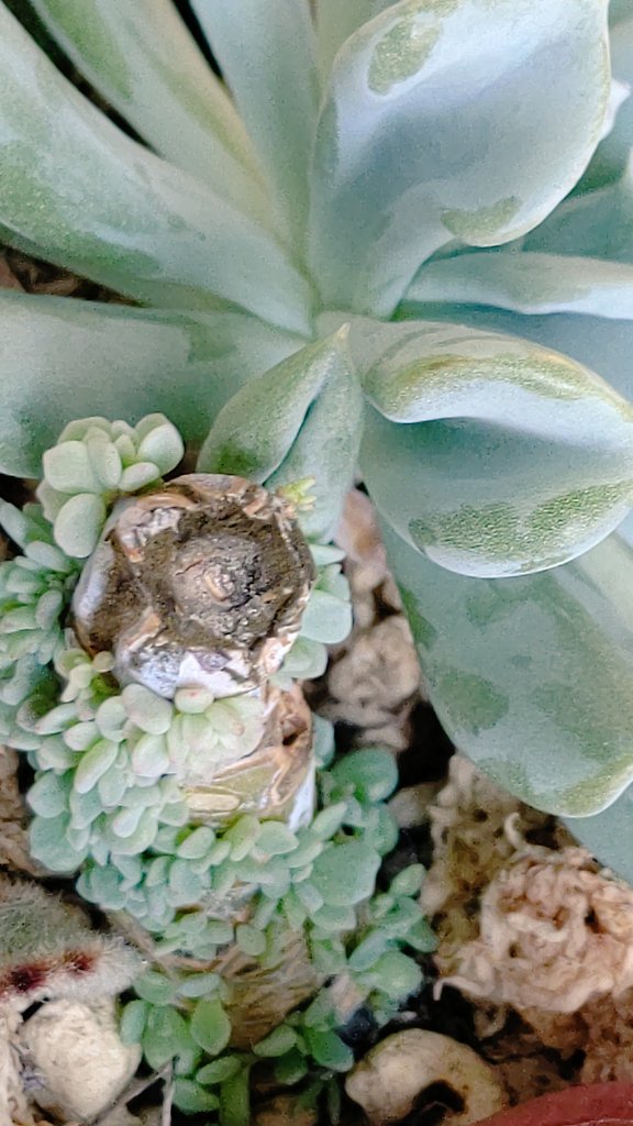 つくし 多肉植物垢 トプシータービーが徒長したのでカットして横に刺しておいたらカットした茎がすごいことになってる たくさんできすぎでしょ ちょっと気持ち悪いと思ってごめんよ 笑 多肉植物 トプシータービー ガーデニング