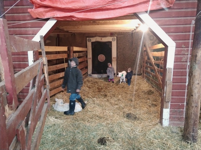 The kids love calving time too! Here they are checking up on the little ones #cattleranching #charolais #calvingtime