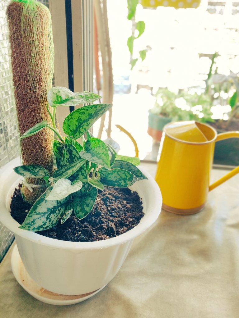 biditabag's tweet photo. Things you can do in self quarantine 😎
Watch a plant growing 😍💚🌿
2 young satin money plants are growing fast! #satinpothos #silverpothos #pothos #houseplants #coronavirus #Quarantined #coronavirusinindia https://t.co/TD1mrGnNbc