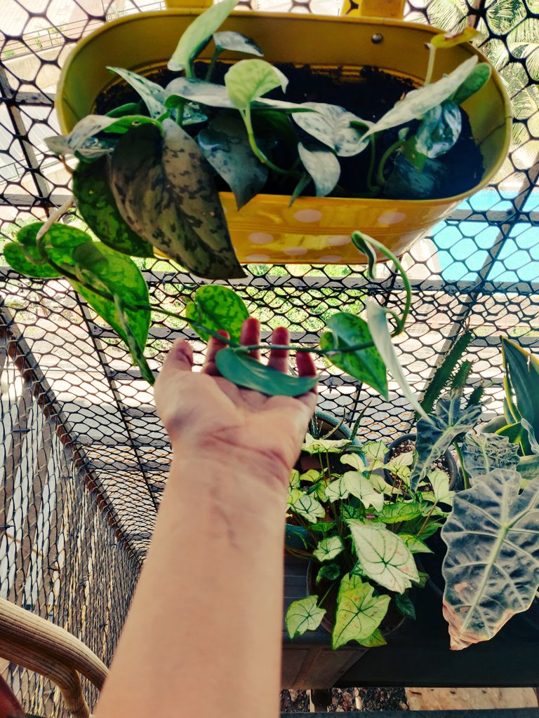 biditabag's tweet photo. Things you can do in self quarantine 😎
Watch a plant growing 😍💚🌿
2 young satin money plants are growing fast! #satinpothos #silverpothos #pothos #houseplants #coronavirus #Quarantined #coronavirusinindia https://t.co/TD1mrGnNbc