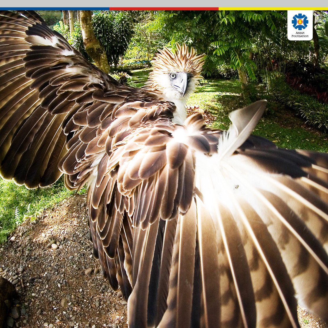 philippine eagle wingspan