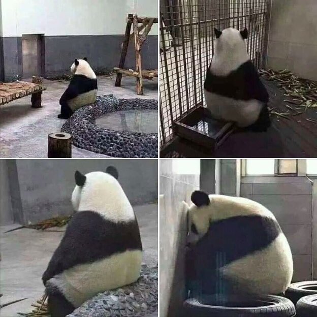LigueDesAnimaux's tweet photo. Alors, ça fait quoi d’être enfermé ?

#Covid_19 
#Maltraitance 🔚 https://t.co/1LNDLh8lhM
