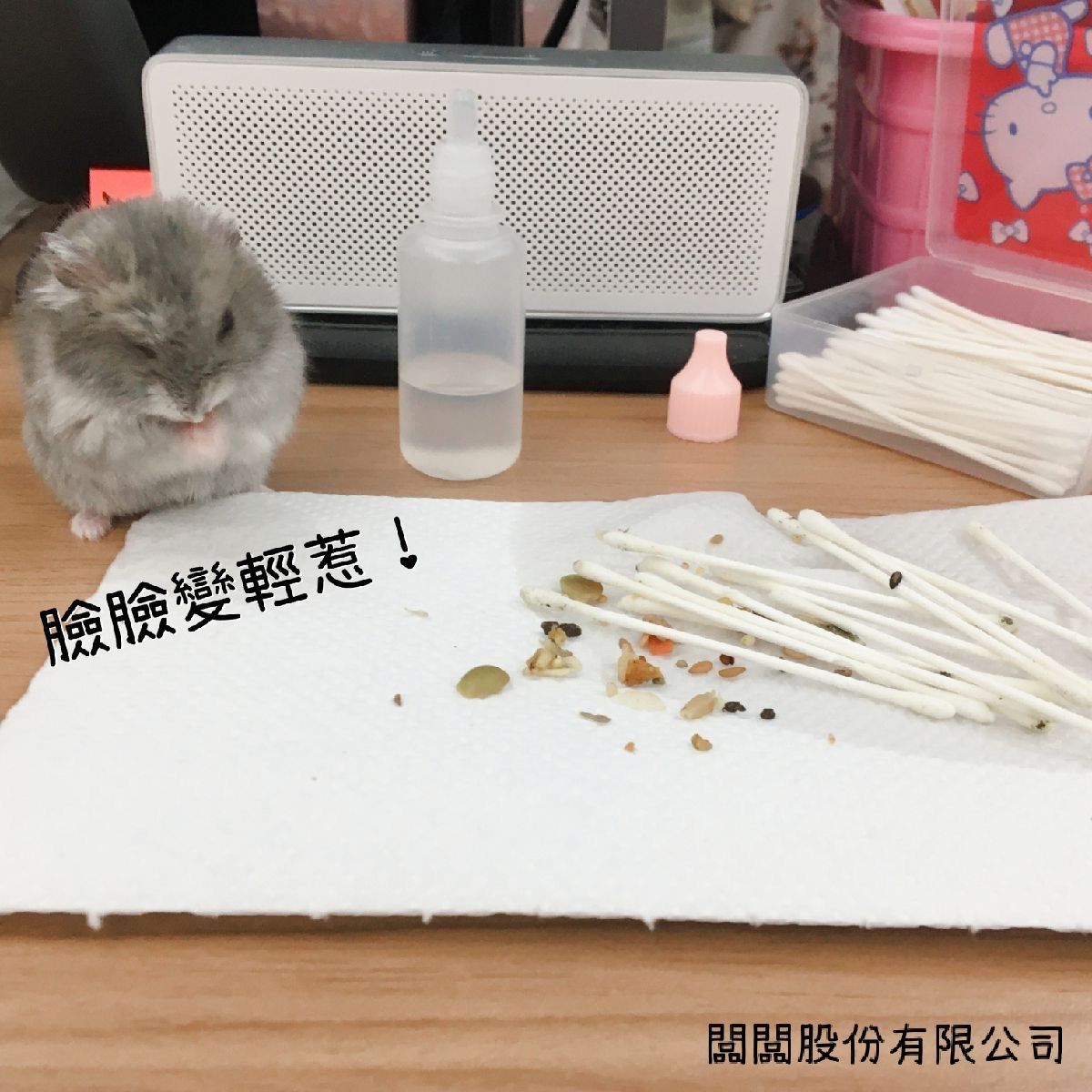 hamsterbossboss's tweet photo. 小快快尼有沒有覺得自己變輕惹（？

快快的右臉神經有問題，食物沒辦法自己推出來，才要麻麻幫忙清喔～
正常鼠鼠不要隨便清！

#闆快 #闆闆股份有限公司
#頰囊每週一清 #沒感覺還藏辣模多 https://t.co/PzKrzmiWI9