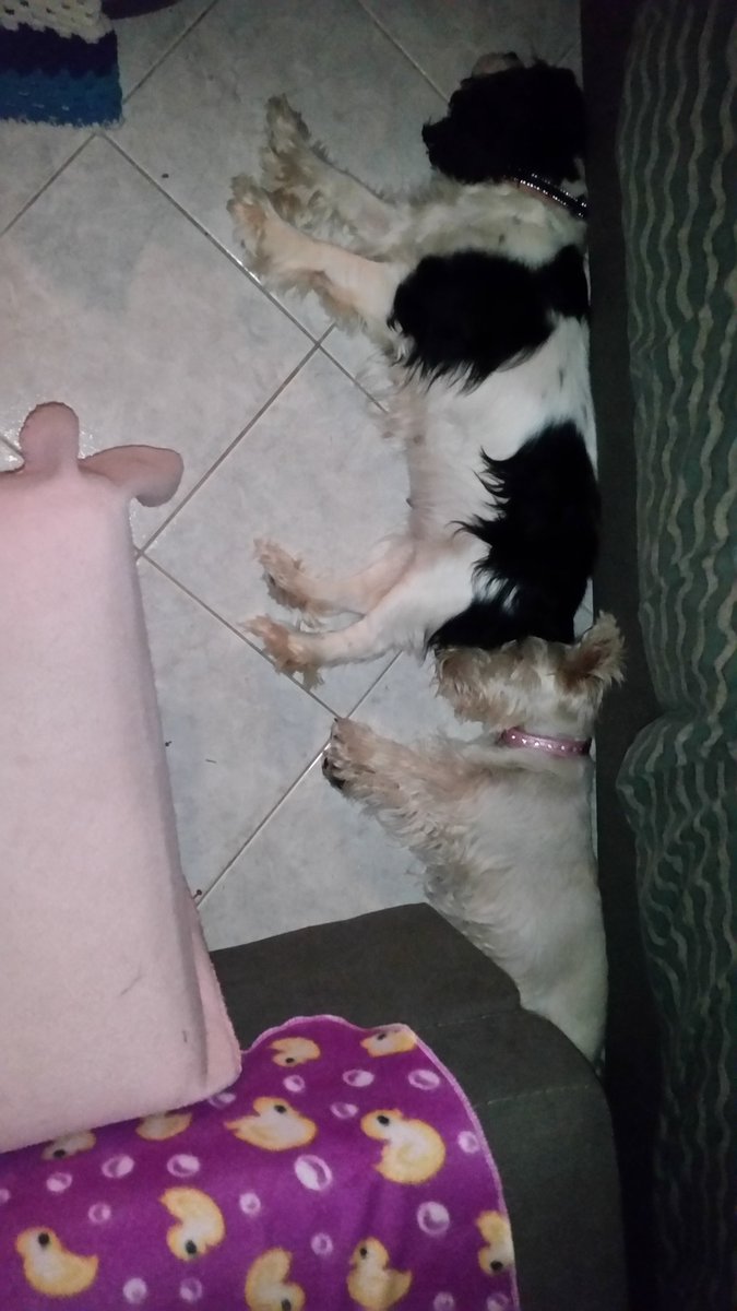 echo_cavalier's tweet image. Sleeping with my sister Maggie. Night night from Australia