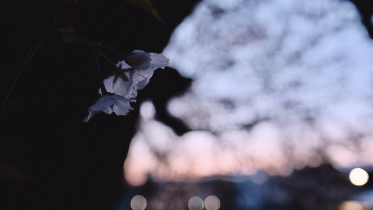 夜明けの桜 今年も綺麗に咲いてくれてありがとう スギナミキのイラスト