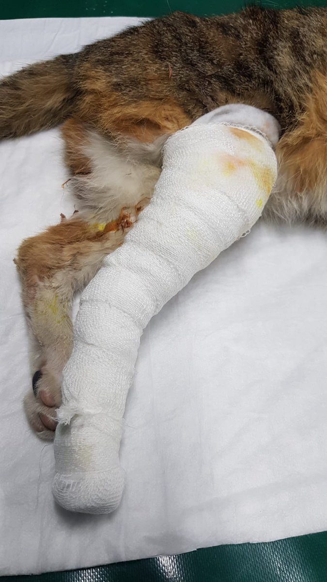 meralmacit84's tweet photo. Dün besledigim sokak kedilerinden biri kaza geçirmiş ve dün veterinere götürdüm . Doku kaybı enfeksiyonu olduğunu belli bir süre tedavi görüp  sonra da ameliyata alınacağını söylediler. Şuan klinikte tedavi görüyor . Bir kısmını karşıladım ama tek başıma yetemeyecegimi anladım. https://t.co/CB7PRb2beG