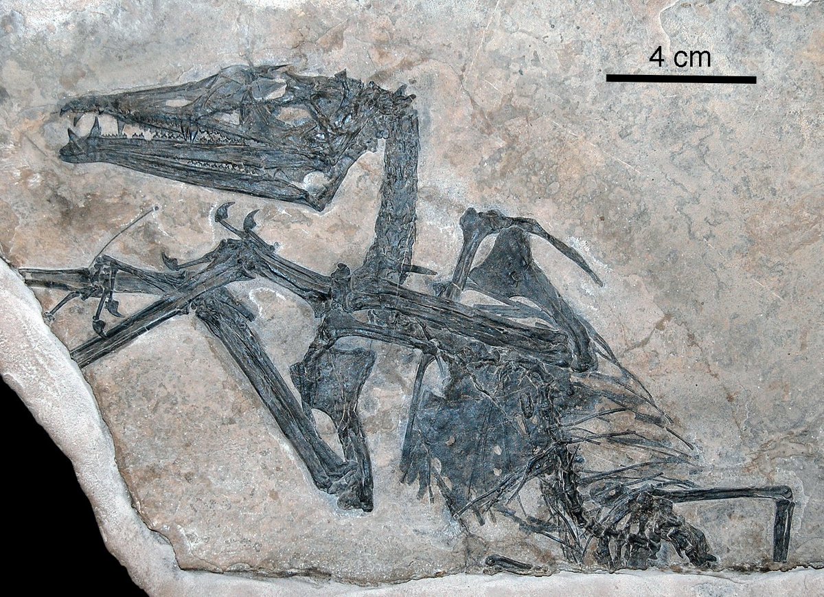  #Pterosaur of the day E: Eudimorphodon "true dimorphic teeth". One of the oldest pterosaurs, lived 210-202 Ma in Northern Italy. With a wingspan of ~1 m, it would have flown over the shallow lagoons that formed Italy at this time (P; Sues 2019) 1/3