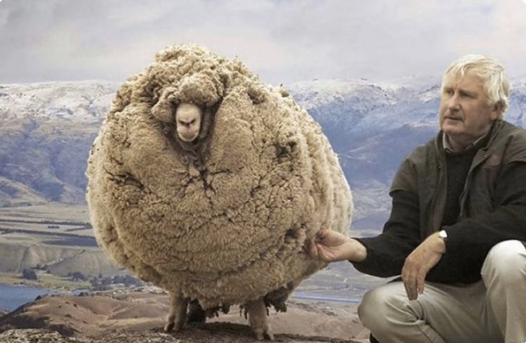 PrabloEscobar's tweet photo. This sheep escaped a farm and spent 6 years in the wilderness. During that time it grew a ton of wool that protected it from the attacking jaws of wolves. For this reason I’ll be growing my beard out to practice what I’m calling ‘facial distancing’. https://t.co/yb0Hp4Blf5