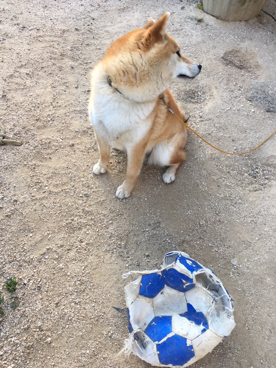 kazoo_78's tweet photo. ①このボール誰がやったの？？
②し、知らない💦 https://t.co/HafAW4gz0T