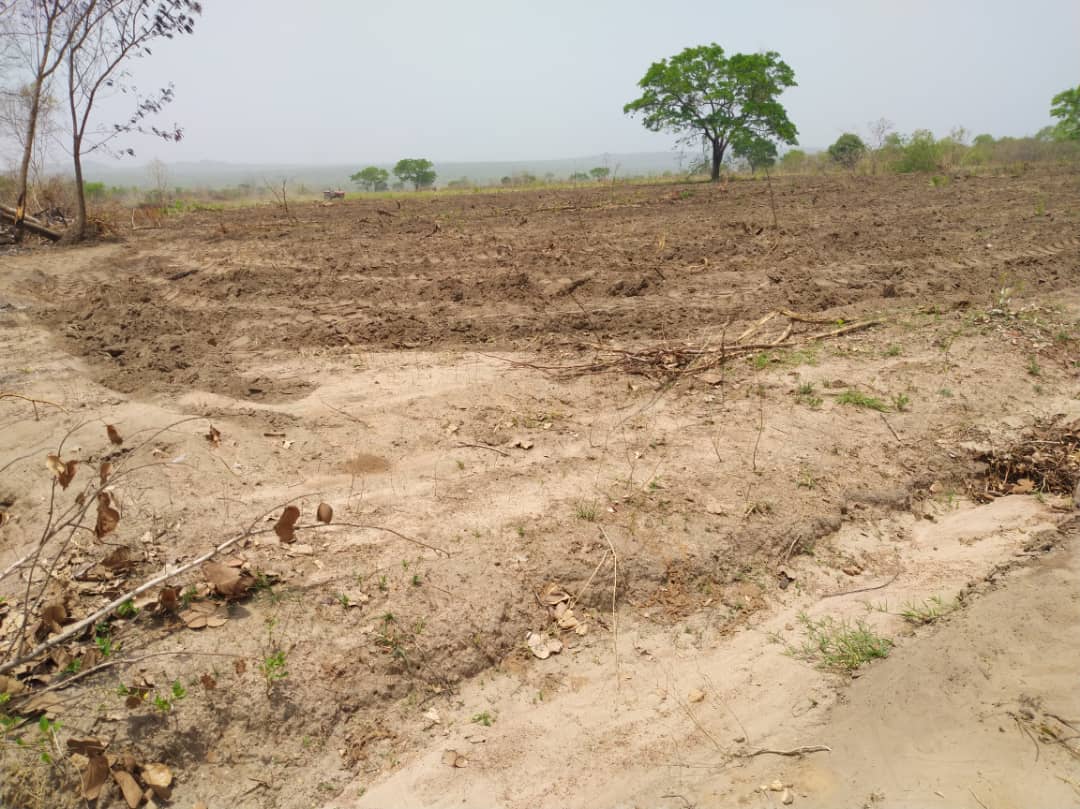 hocornng's tweet photo. Challenge: Tell a story from this picture.

We'll start. After the heavy winds and rain devastated the entire field, standing in the midst of the chaos was the Tree of life. A symbol of hope!

#hocorn #corn #afric #agriculture #cornfarm #investment #agribusiness #farming #agro https://t.co/ahqLCUonEa