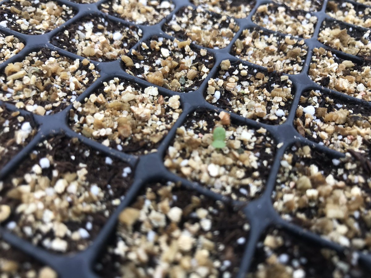 Lester's Farm Market tweet media