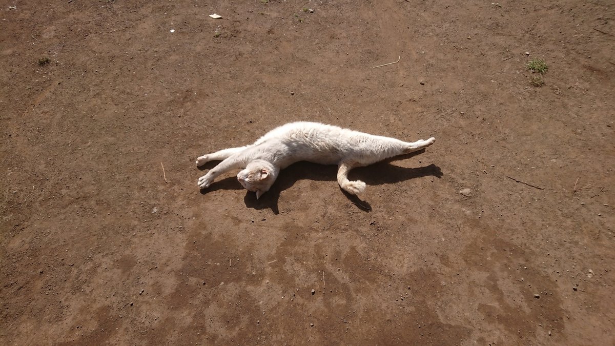 旅する白黒熊 そうさお前は孤独なダンサー ダンスホール 尾崎豊