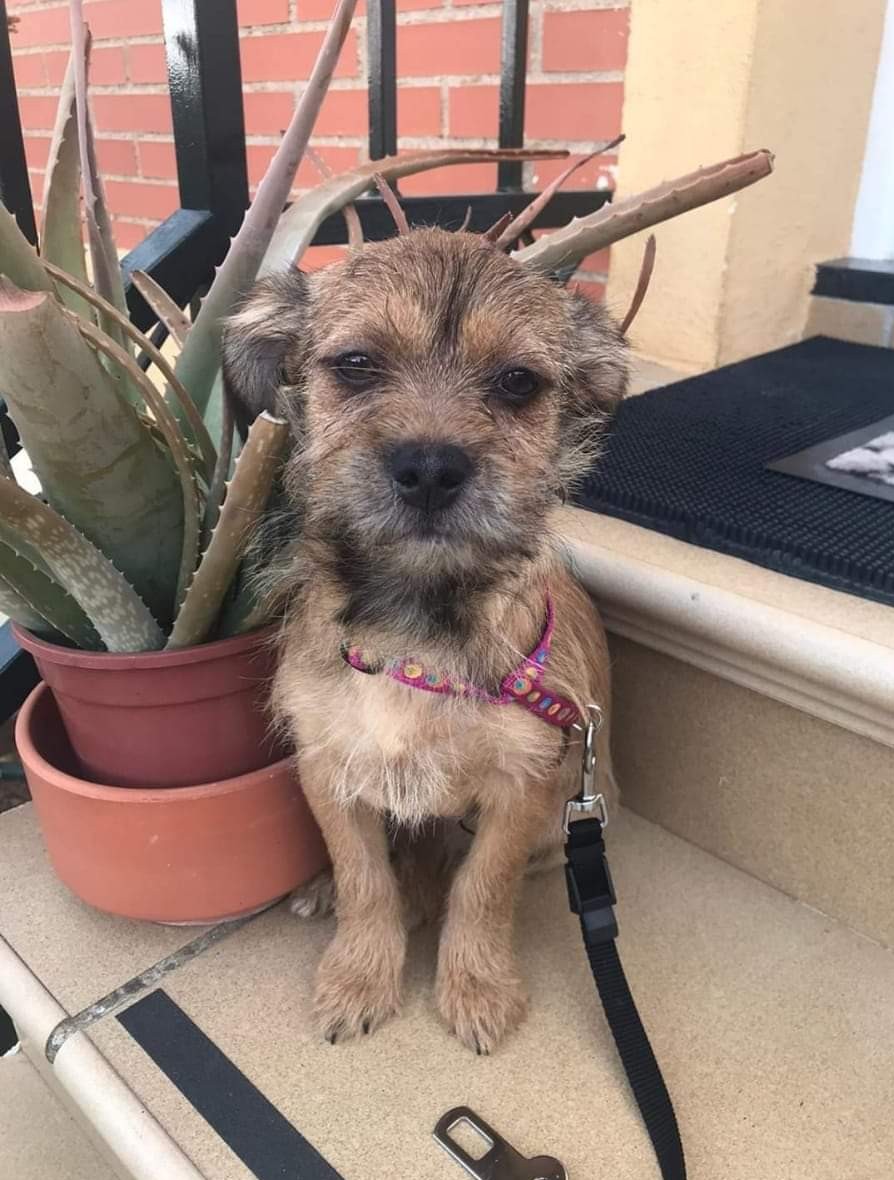 Nazareth Pinillos tweet media