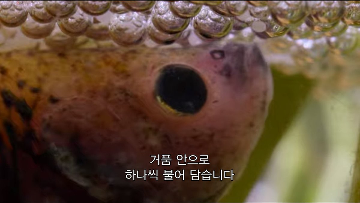 오늘 알게 된 거: - 베타 수컷은 번식할 때 암컷을 그 긴 지느러미로 감쌈 - 지느러미로 알 받아서 수정 - 베타가 만드는 거품집은  산소가 부족한 환경에서 알을 키우기 위한 인큐베이터, image size:1200x678