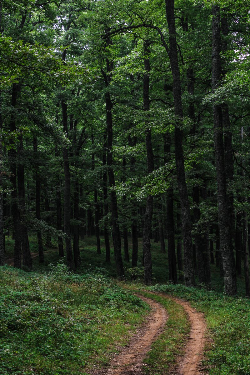 GiuseppeCillis_'s tweet photo. International Day of Forest 2020 #IntForestDay
Some pictures of my land forests
#Basilicata #forenza #montepiano #vulture #pierno https://t.co/1Ahu1TPHvm