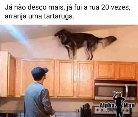 afonsoathayde's tweet photo. São vocês que passeiam o cão ou anda o cão a passear vos? https://t.co/rtPZLARM56