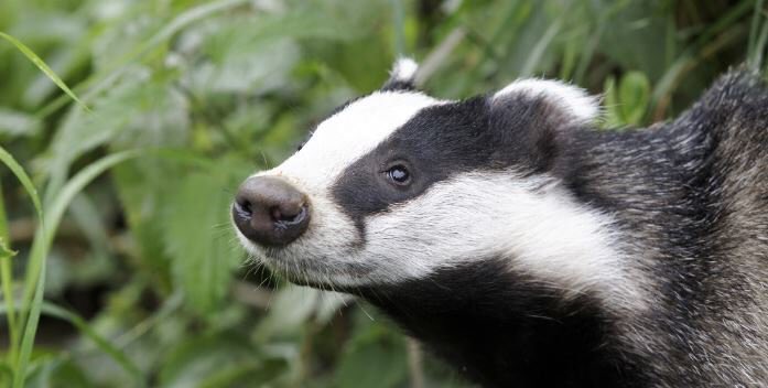 WYP_CNewsome's tweet photo. In my sett, I’m sleeping sound
🦡
Spade breaks through, I’m dragged to ground
🦡
Dogs snarling jaws, blood and ripped flesh
🦡
Onlookers laughing, I fought to my death..😔

🚨Barbaric Badger baiting..report on 101, 999 if ongoing 🚨🦡#wildlifecrime #badger #WorldPoetryDay https://t.co/joyOyMmRb8