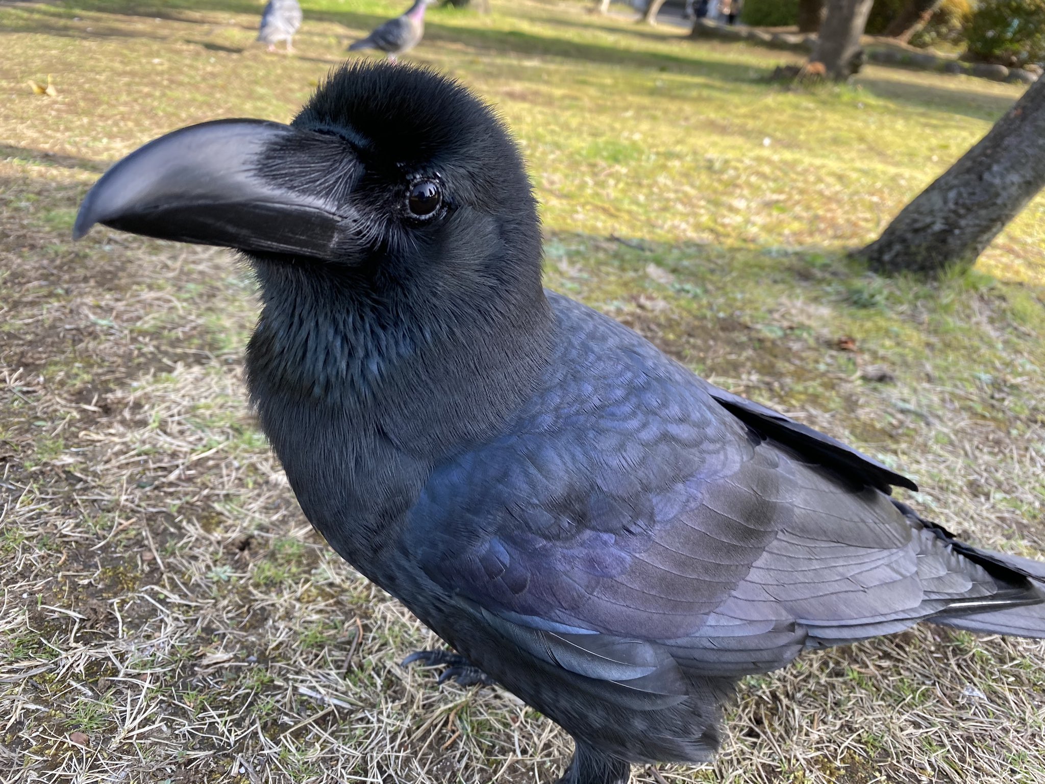 Twitter 上的 夏目亜季 荒川区議会議員 次世代あらかわ 荒川区にお住まいの イケメンカラスはこちら カラス 烏 人懐っこい 鳥好き 荒川自然公園 荒川区 荒川区議会議員 おいで荒川区 T Co Nkb1o6e22t Twitter