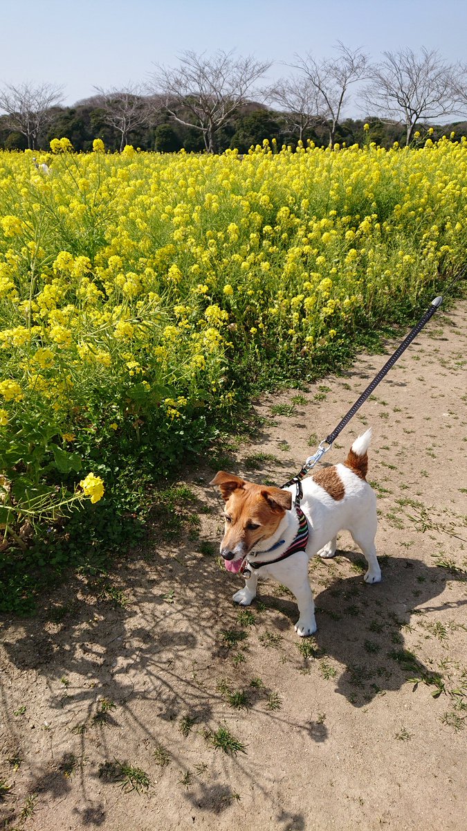 eleIGmLvyggveYo's tweet photo. 愛犬とのんびり散歩😊
春を感じることができた✨✨✨ https://t.co/w2y2I7exKA