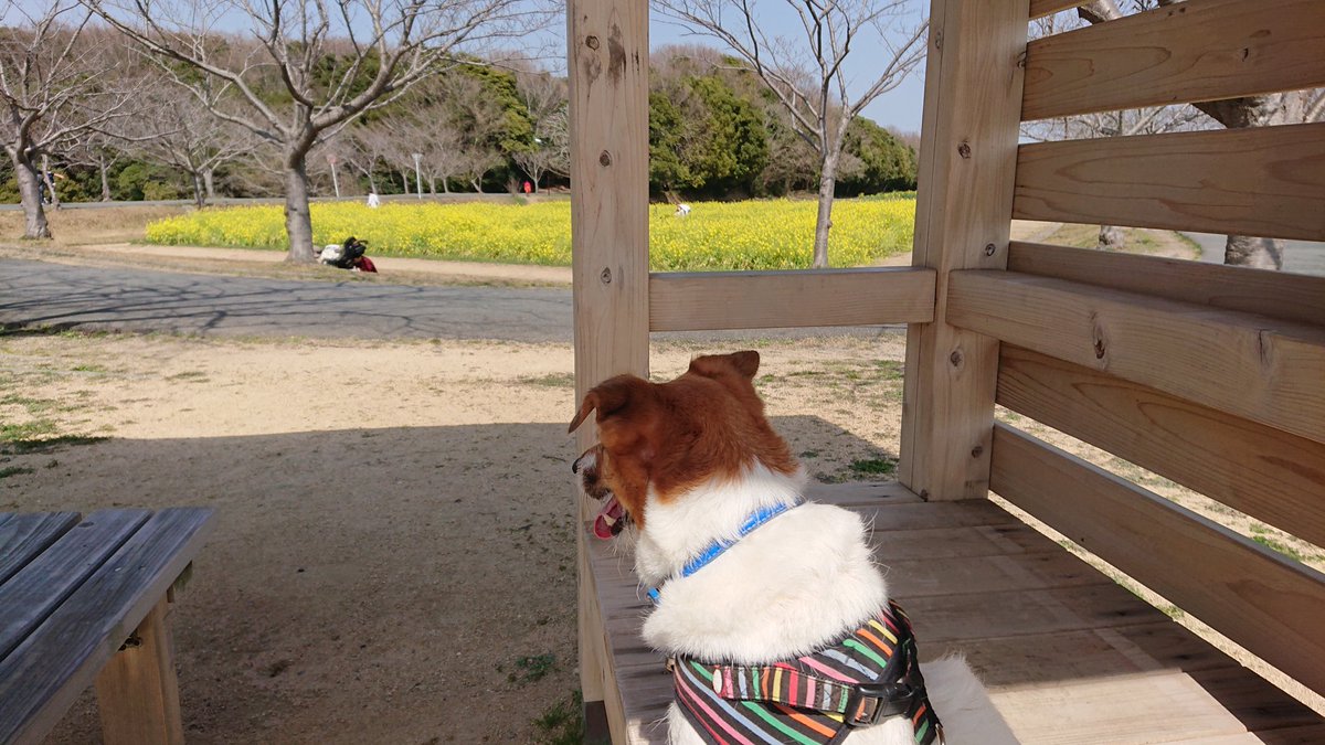 eleIGmLvyggveYo's tweet photo. 愛犬とのんびり散歩😊
春を感じることができた✨✨✨ https://t.co/w2y2I7exKA