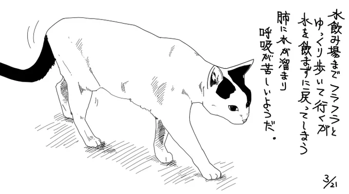 肺ガン猫のもち 2 