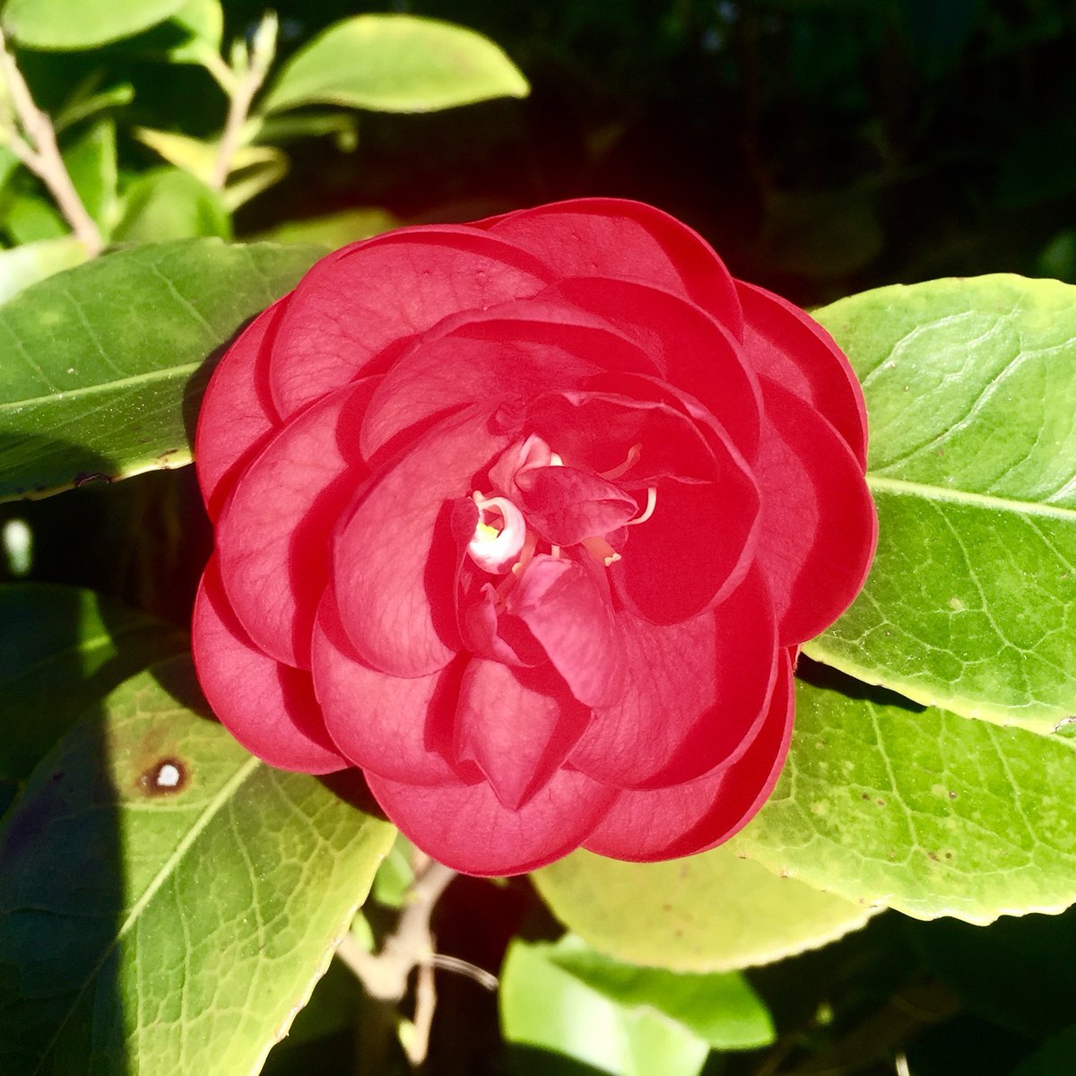 RomualdMG's tweet photo. Samedi, le camélia se dorera au soleil. https://t.co/fkzJlnUmOZ