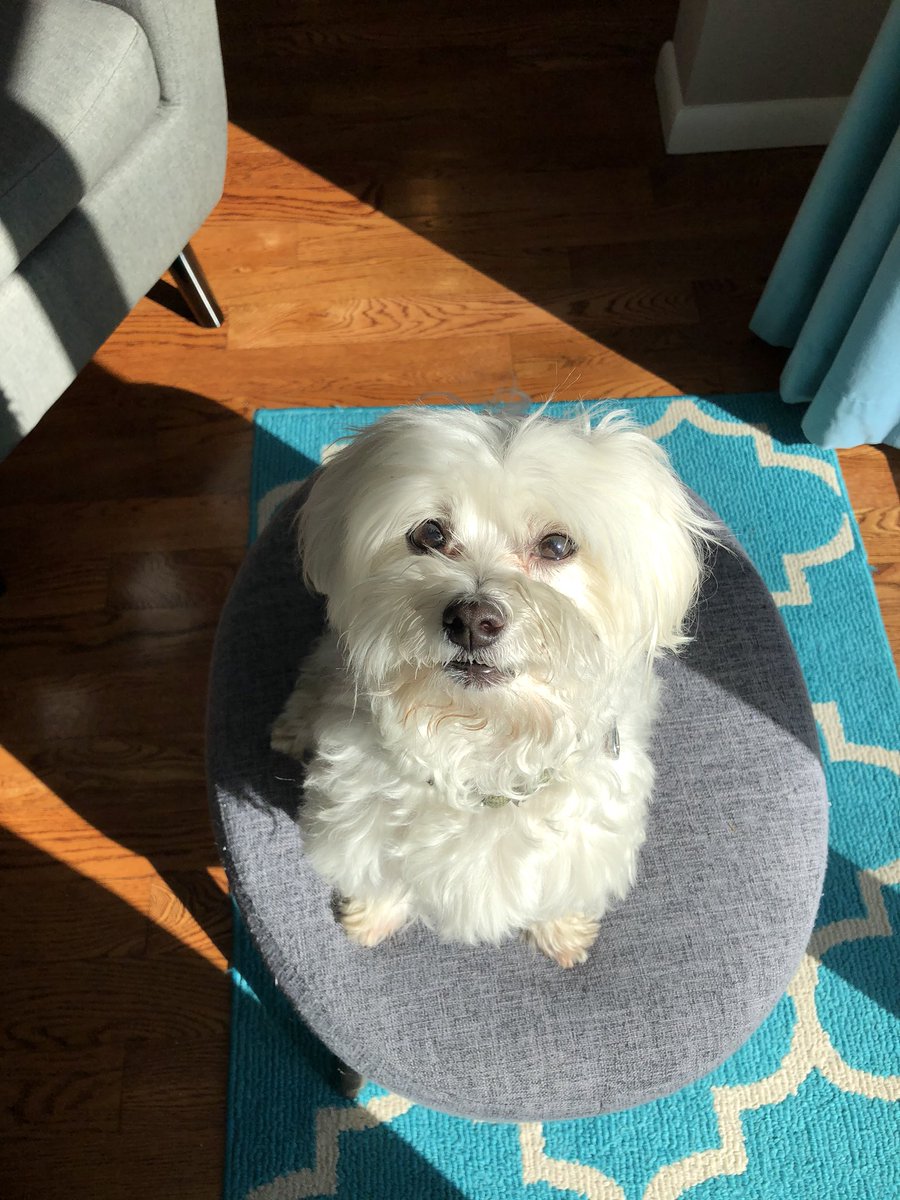 JHuenerfauth's tweet photo. He only looks at me this lovingly when I’m holding a treat. #maltese #cutedogs #StayAtHome https://t.co/PFCa5eaAP7